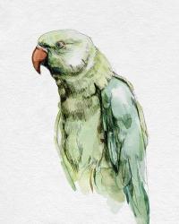 Bright Parrot Portrait I | Obraz na stenu