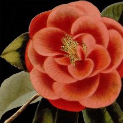 Dramatic Camellia III | Obraz na stenu