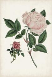 Vintage Rose Clippings I | Obraz na stenu