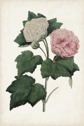 Vintage Rose Clippings II | Obraz na stenu