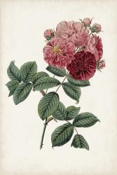 Vintage Rose Clippings III | Obraz na stenu