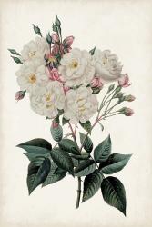 Vintage Rose Clippings IV | Obraz na stenu