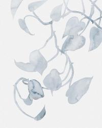 Pothos Penumbra II | Obraz na stenu