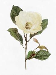 White Blossom VII | Obraz na stenu
