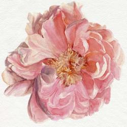 Blossomed Peony I | Obraz na stenu