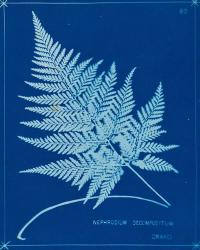 Cyanotype Ferns II | Obraz na stenu