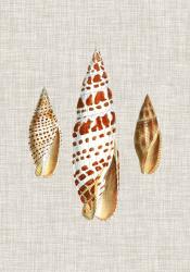 Antique Shells on Linen I | Obraz na stenu