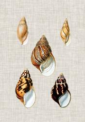 Antique Shells on Linen II | Obraz na stenu