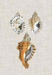Antique Shells on Linen III | Obraz na stenu