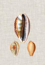 Antique Shells on Linen V | Obraz na stenu