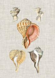 Antique Shells on Linen VI | Obraz na stenu