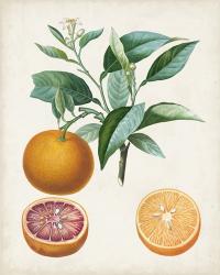Orange de Malte | Obraz na stenu