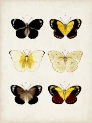 Vintage Butterflies I | Obraz na stenu