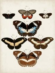 Vintage Butterflies II | Obraz na stenu