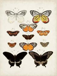 Vintage Butterflies III | Obraz na stenu