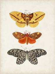 Vintage Butterflies IV | Obraz na stenu