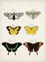 Vintage Butterflies VI | Obraz na stenu