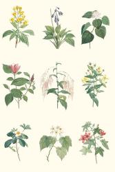 Soft Botanical Chart | Obraz na stenu