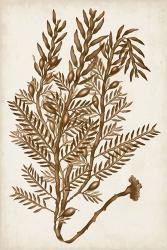 Sepia Seaweed IV | Obraz na stenu