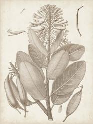 Sepia Exotic Plants I | Obraz na stenu