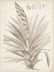 Sepia Exotic Plants III | Obraz na stenu