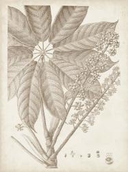 Sepia Exotic Plants V | Obraz na stenu