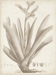 Sepia Exotic Plants VIII | Obraz na stenu