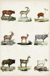 Antique Animal Chart I | Obraz na stenu