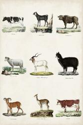 Antique Animal Chart II | Obraz na stenu