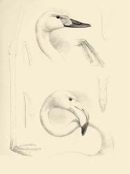Waterbird Sketchbook II | Obraz na stenu