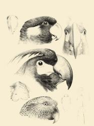 Waterbird Sketchbook III | Obraz na stenu