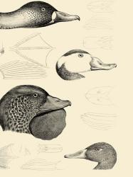 Waterbird Sketchbook IV | Obraz na stenu