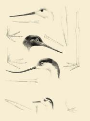 Waterbird Sketchbook V | Obraz na stenu