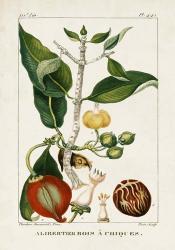 Turpin Foliage & Fruit III | Obraz na stenu
