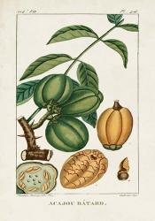 Turpin Foliage & Fruit IV | Obraz na stenu