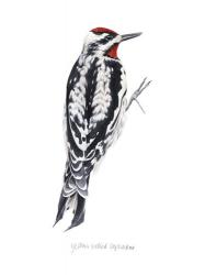 Watercolor Woodpecker I | Obraz na stenu