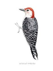 Watercolor Woodpecker III | Obraz na stenu