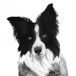 Border Collie I | Obraz na stenu