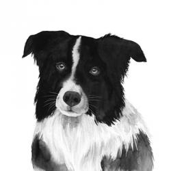 Border Collie II | Obraz na stenu