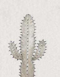 Cactus Study I | Obraz na stenu