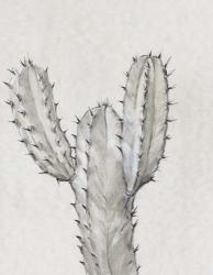 Cactus Study II | Obraz na stenu