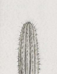 Cactus Study III | Obraz na stenu