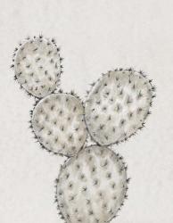 Cactus Study IV | Obraz na stenu