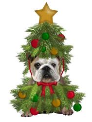 English Bulldog, Christmas Tree Costume | Obraz na stenu