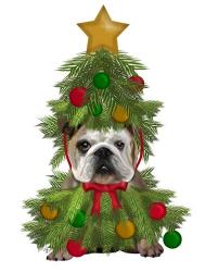 English Bulldog, Christmas Tree Costume | Obraz na stenu