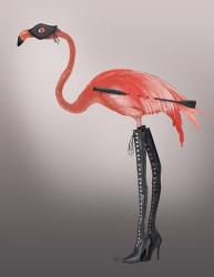 Flamingo with Kinky Boots | Obraz na stenu