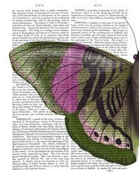 Butterfly in Green and Pink a | Obraz na stenu