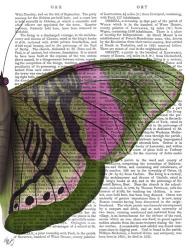 Butterfly in Green and Pink b | Obraz na stenu