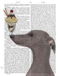 Greyhound, Grey, Ice Cream | Obraz na stenu
