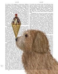 Labradoodle, Golden, Ice Cream | Obraz na stenu